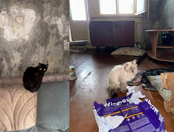В Сургуте после смерти хозяйки 14 котов оказались под угрозой голодной смерти