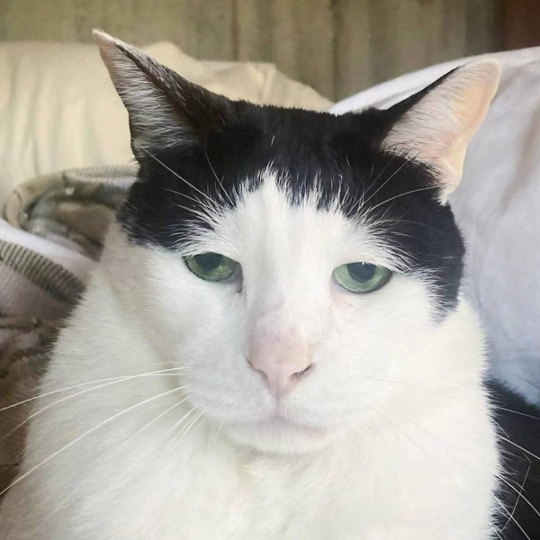 В Японии живет самый грустный кот в мире