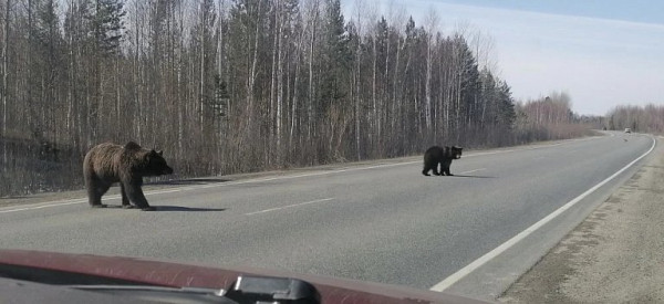 На трассу между Лянтором и Ханты-Мансийском вышли медведи