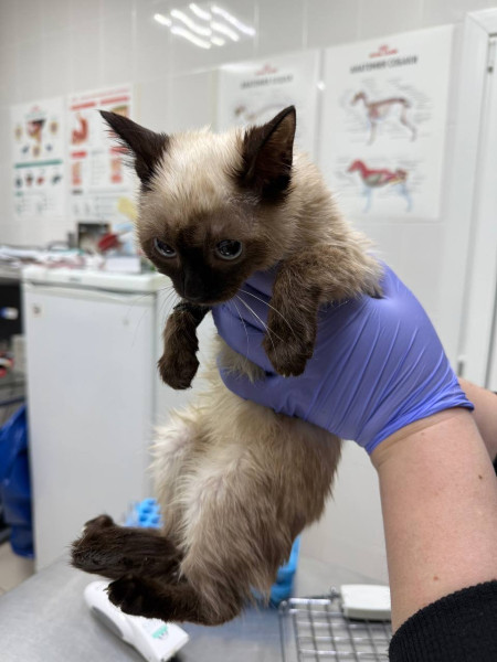 В Сургуте волонтёры пытаются спасти 14 котов, оставшихся без хозяйки