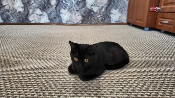 Можно ли спать в одной кровати с кошкой или собакой &mdash; рассказал эксперт