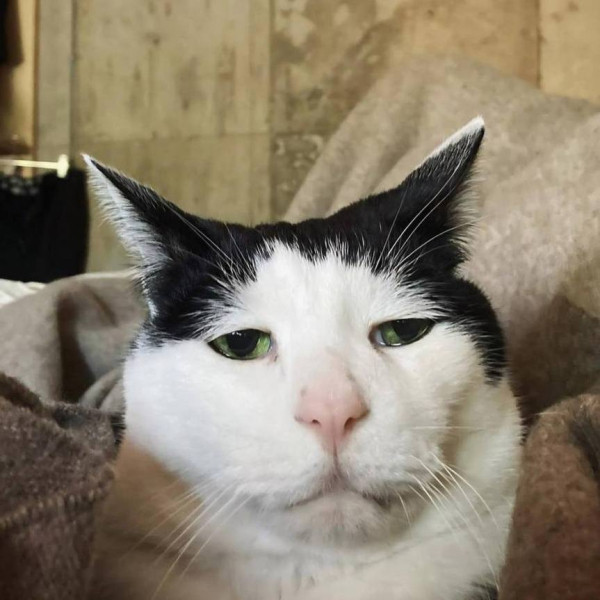 В Японии живет самый грустный кот в мире