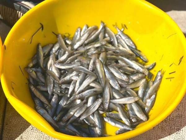 ​После строительства моста в Сургуте в Обь выпустят еще 6,8 миллиона мальков муксуна