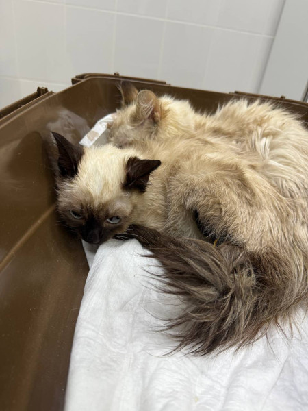 В Сургуте волонтёры пытаются спасти 14 котов, оставшихся без хозяйки