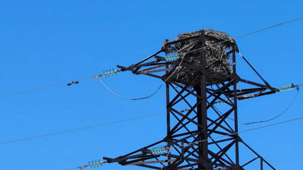 Свил гнездо на ЛЭП возле Сургута &mdash; Природнадзор следит за орланом-белохвостом