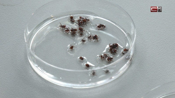 Как правильно действовать при укусе клеща &mdash; рассказал врач 