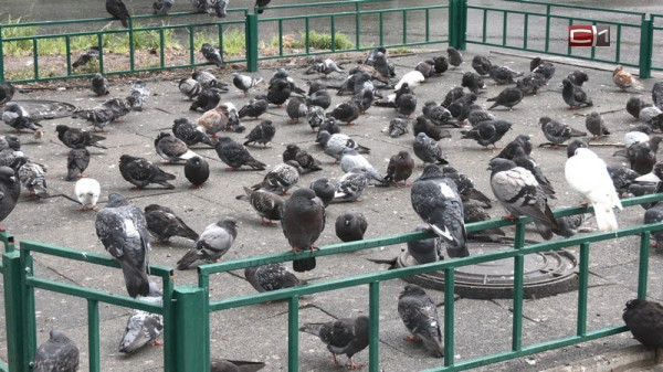 Дорогое угощение: юристы предупредили о штрафах за кормление голубей