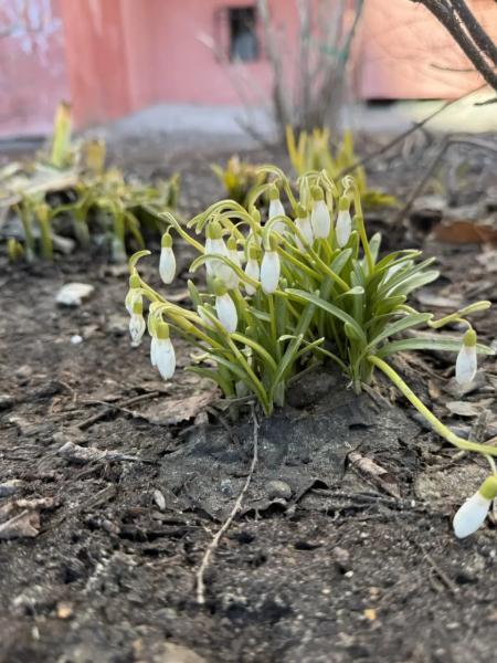 &laquo;Не знаю, что это за цветок, но радует очень!&raquo; &mdash; сургутянка делится с подписчиками SiTV первоцветом, снятым во дворе