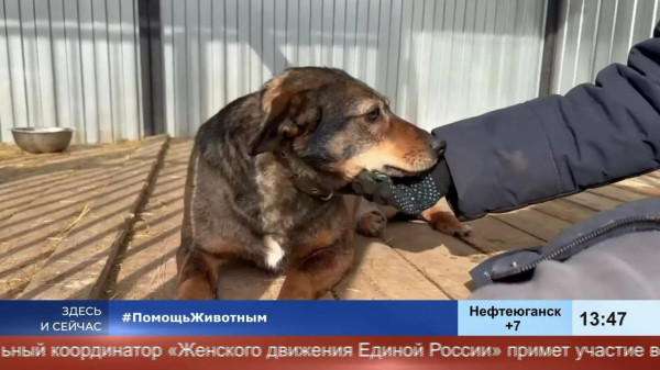 Просто прийти и сдать своё животное нельзя