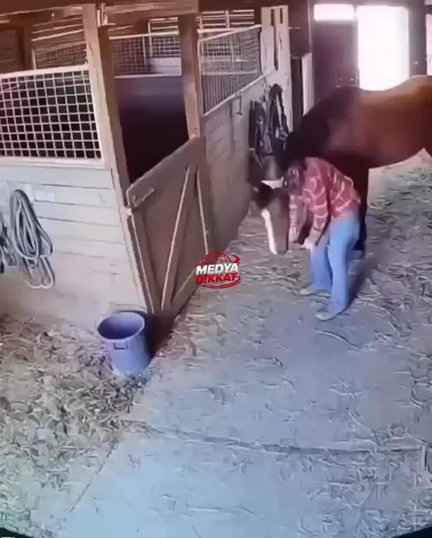 И разве можно спорить с тем, что животные умеют любить? В Японии конь закрыл собой хозяйку во время землетрясения