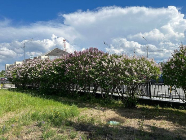 ​Власти Сургута убирают вазоны. Вместо них высадят сирень