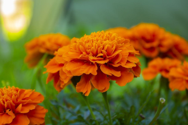 Уже скоро? Делимся кадрами сургутского лета