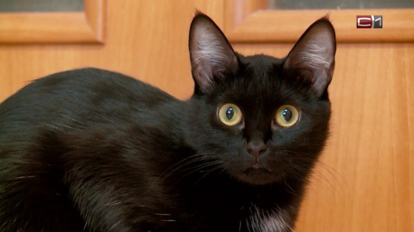 Как защитить кошку от клещей &mdash; рассказала ветеринар