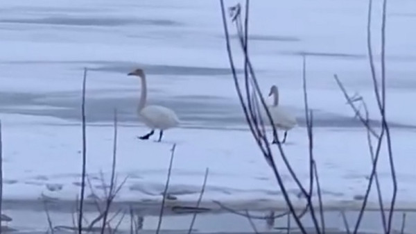 Первых лебедей, прилетевших после зимовки, заметили в Югре