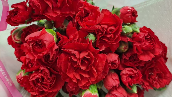 Почти 1,7 миллиона гвоздик ввезли в УрФО ко Дню Победы