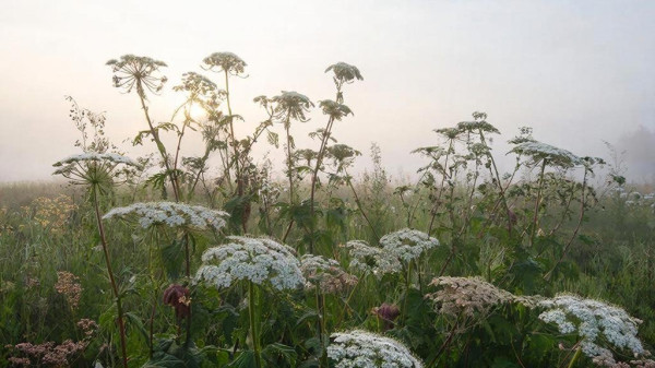Борщевик в Сургуте и районе будут искать с помощью искусственного интеллекта