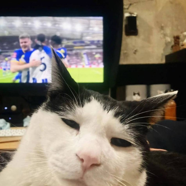 В Японии живет самый грустный кот в мире