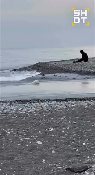 Сочинскому псу-супергерою, выжившему в бушующем море, ищут новый дом Сочинскому псу-супергерою, выжившему в бушующем море, ищут новый дом