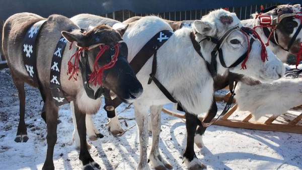 Количество северных оленей в Югре снизилось на 10%