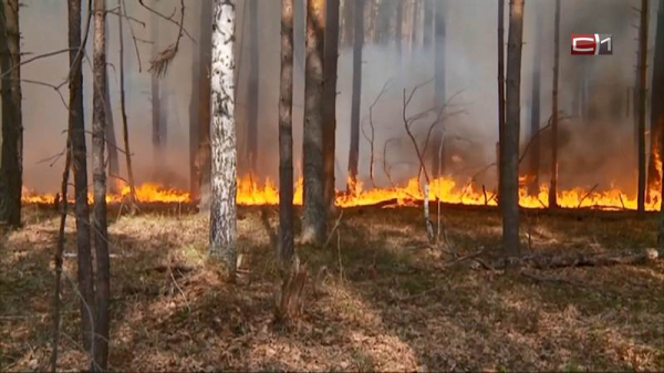 Площадь лесных пожаров в Югре за сутки сократилась в семь раз