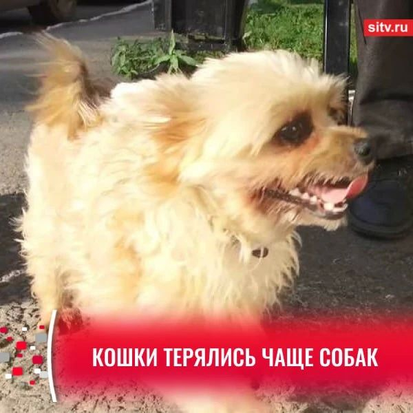 В Югре в 2025 году потеряли 2 223 домашних питомца