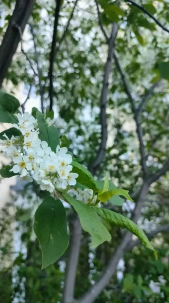 А еще в Сургуте расцвела черемуха, делятся наблюдательные горожане
