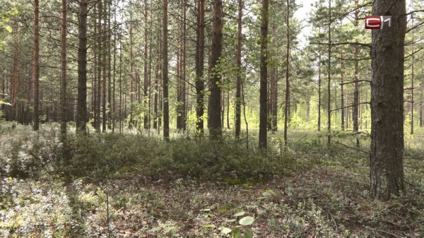Свыше 20 тысяч гектаров леса восстановят в Югре в этом году