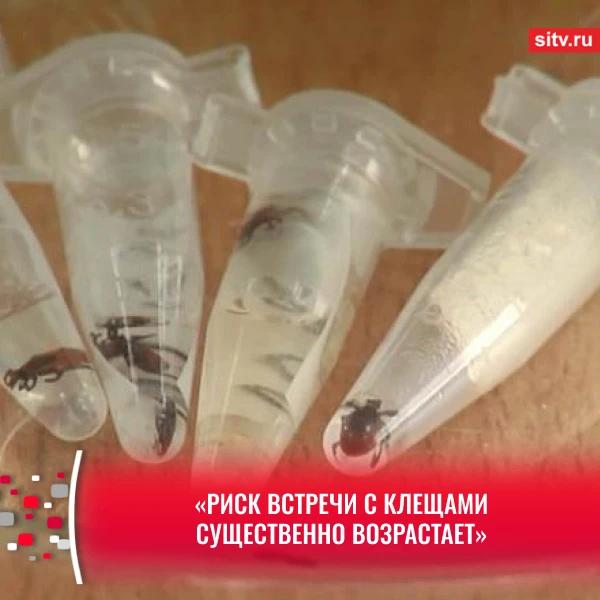 Среди пострадавших &mdash; двое детей: в Сургуте 11 человек обратились в больницу с укусами клещей