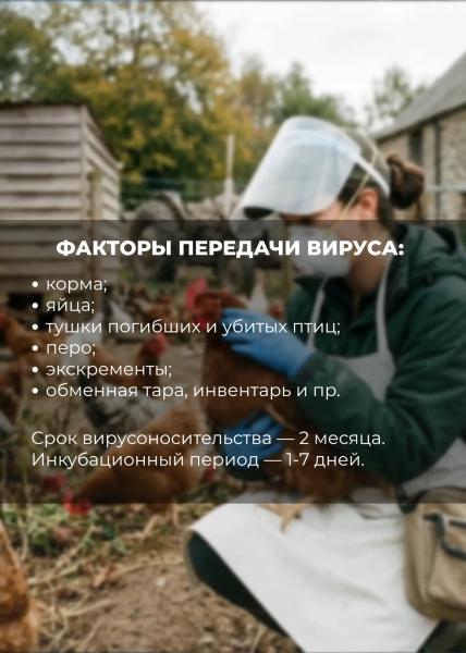 Осторожно, грипп птиц! Сургутянам напоминают, как защитить себя и пернатых