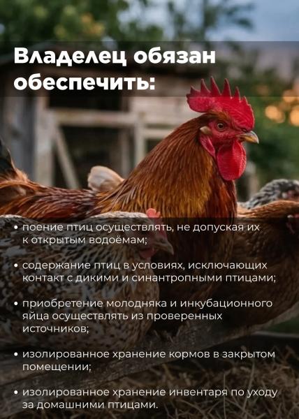 Осторожно, грипп птиц! Сургутянам напоминают, как защитить себя и пернатых