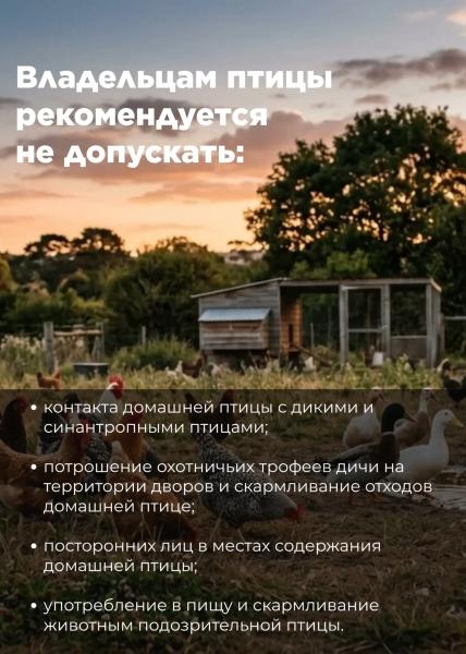 Осторожно, грипп птиц! Сургутянам напоминают, как защитить себя и пернатых