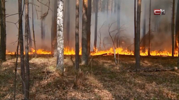 В Югре оперативно локализовали небольшой лесной пожар