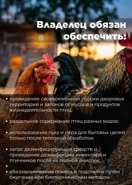 Осторожно, грипп птиц! Сургутянам напоминают, как защитить себя и пернатых