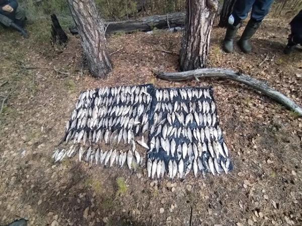 В Сургутском районе возбуждено уголовное дело о незаконном вылове рыбы в нерестовый период