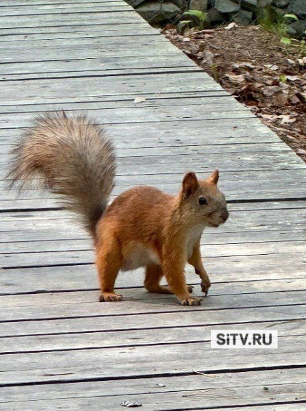 Распорядок дня сургутской белки: Распорядок дня сургутской белки: