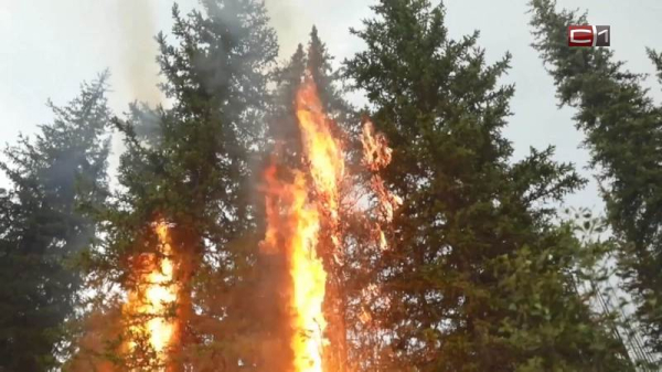 Два лесных пожара вспыхнули в Сургутском районе Два лесных пожара вспыхнули в Сургутском районе