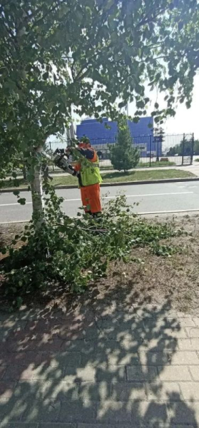 В Сургуте на нескольких улицах обрезают деревья В Сургуте на нескольких улицах обрезают деревья