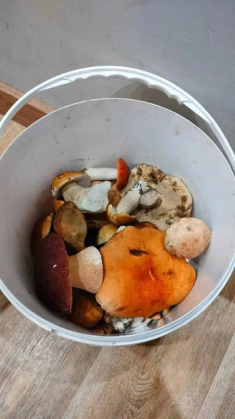 Сургутяне делятся первыми грибными уловами