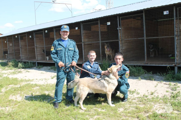 Сургутские пожарные навели порядок у бездомных животных