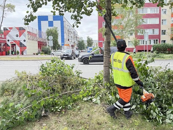 В Сургуте началась подпилка деревьев на центральных улицах города