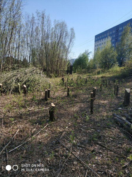 «Режут без разбора»: жители Сургута массово жалуются на обрезку деревьев в городе «Режут без разбора»: жители Сургута массово жалуются на обрезку деревьев в городе