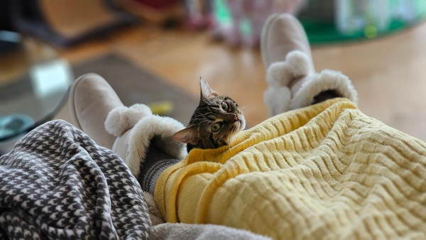 Семь удивительных признаков, что ваша кошка по-настоящему вас любит Семь удивительных признаков, что ваша кошка по-настоящему вас любит