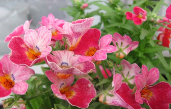 Немезия: яркий акцент для вашего сада без хлопот