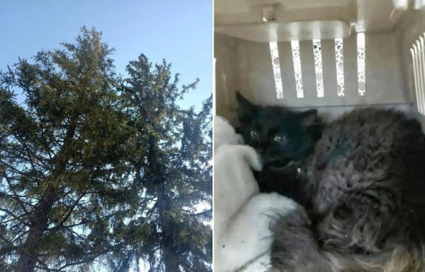 На Урале кот три дня прожил на верхушке дерева, пока его не снял зооспасатель На Урале кот три дня прожил на верхушке дерева, пока его не снял зооспасатель