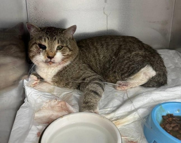 В Сургуте спасли от гибели изувеченного кота, выброшенного словно мусор